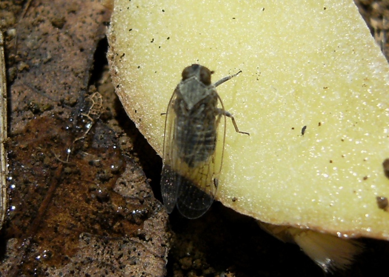 Ospiti delle formiche Myrmica: Cixiidae Reptalus sp.